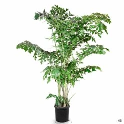 Fishtail Palm 5 Fishtail Palm -Fresh Tree Shop Houseplants Caryota FishtailPalm 10gal 107cc8ed 9c48 4b67 b657 6b22a34cc4c4