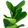 Fiddle Leaf Fig 'Little Sunshine'