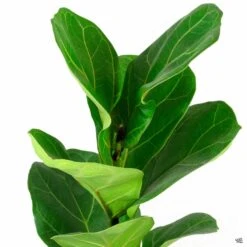 Fiddle Leaf Fig 'Little Sunshine'