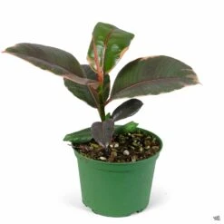 Rubber Plant 'Ruby' -Fresh Tree Shop Houseplants Ficus RubberPlant Variegated 6in 10c8c721 f08d 4e7d 8cb6 b7e63c22e0cb