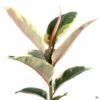 Variegated Rubber Plant