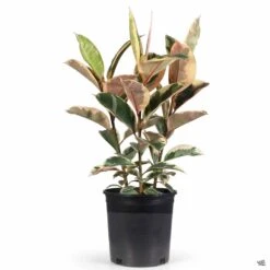 Variegated Rubber Plant -Fresh Tree Shop Houseplants Ficus Tineke 2gal
