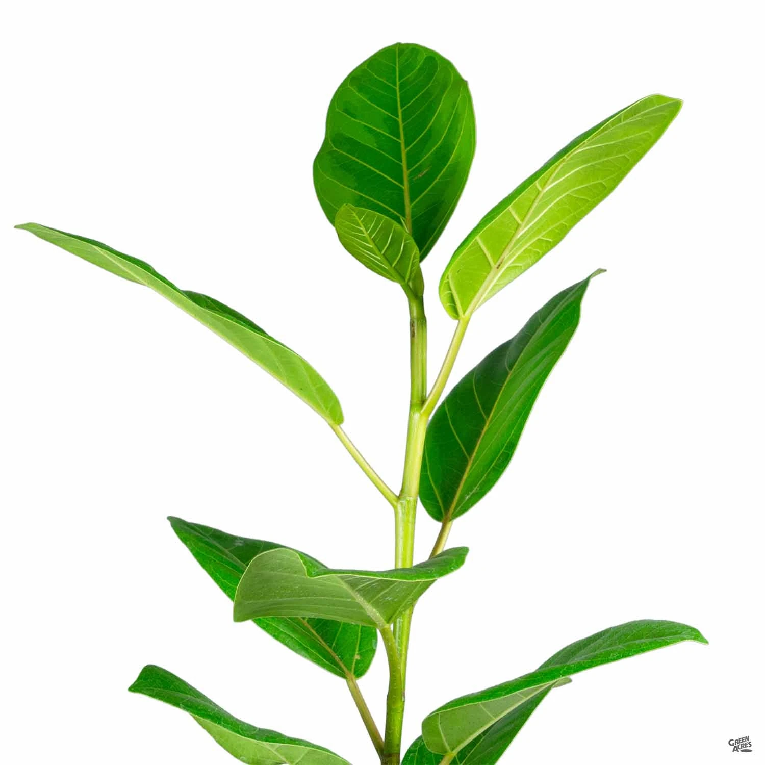 Rubber Plant 'Yellow Gem' 1 Rubber Plant 'Yellow Gem'