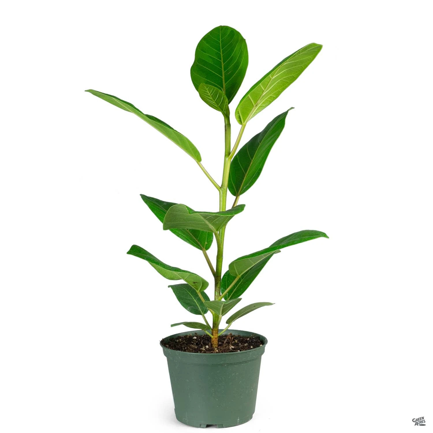 Rubber Plant 'Yellow Gem' 2 Rubber Plant 'Yellow Gem' - Image 2