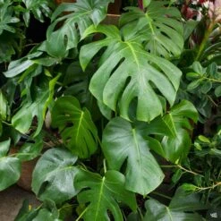 Monstera Deliciosa -Fresh Tree Shop Houseplants MonsteraDeliciosa2