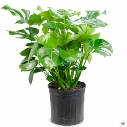 Monstera Deliciosa -Fresh Tree Shop Houseplants MonsteraDeliciosa 10in 846ce77f f8dd 461e ac1a b76308426b38