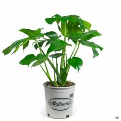 Monstera Deliciosa -Fresh Tree Shop Houseplants MonsteraDeliciosa 1gal Matsudas 48be508f 0a29 4ca5 ba0b 078a673606fd