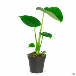 Monstera Deliciosa -Fresh Tree Shop Houseplants MonsteraDeliciosa 4in