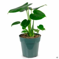 Monstera Deliciosa -Fresh Tree Shop Houseplants MonsteraDeliciosa 6in