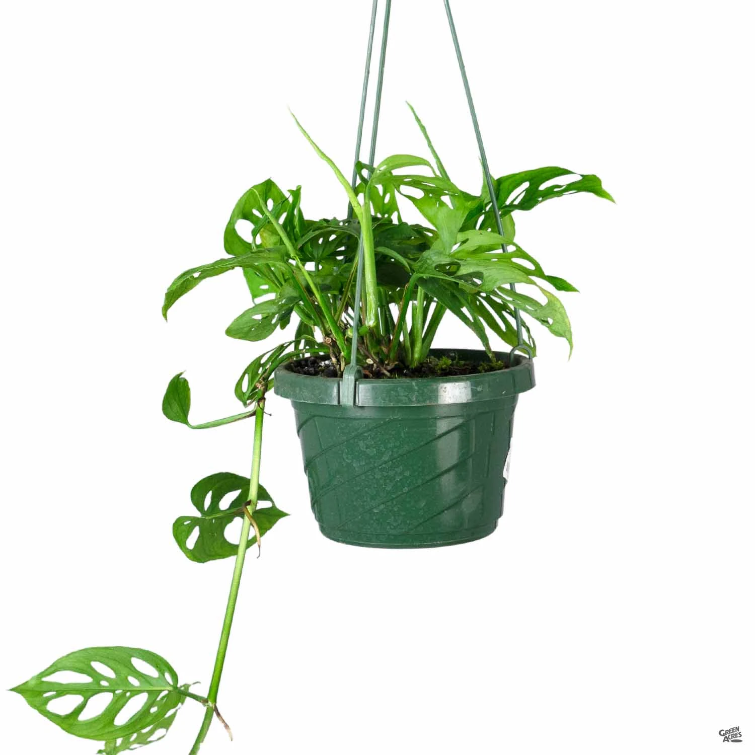 Swiss Cheese Plant 2 Swiss Cheese Plant - Image 2