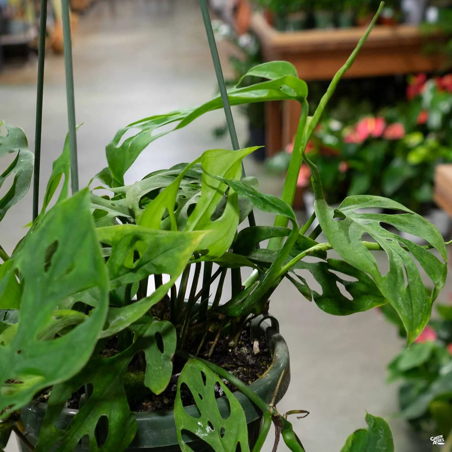 Swiss Cheese Plant 1 Swiss Cheese Plant