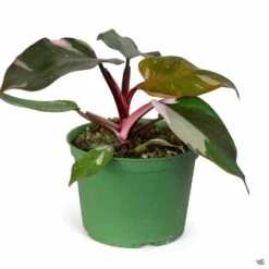 Philodendron 'Pink Princess' -Fresh Tree Shop Houseplants Philodendron PinkPrincess 6in
