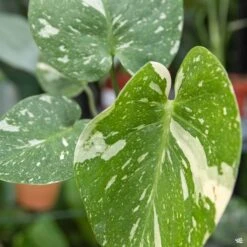 Monstera 'Thai Constellation'