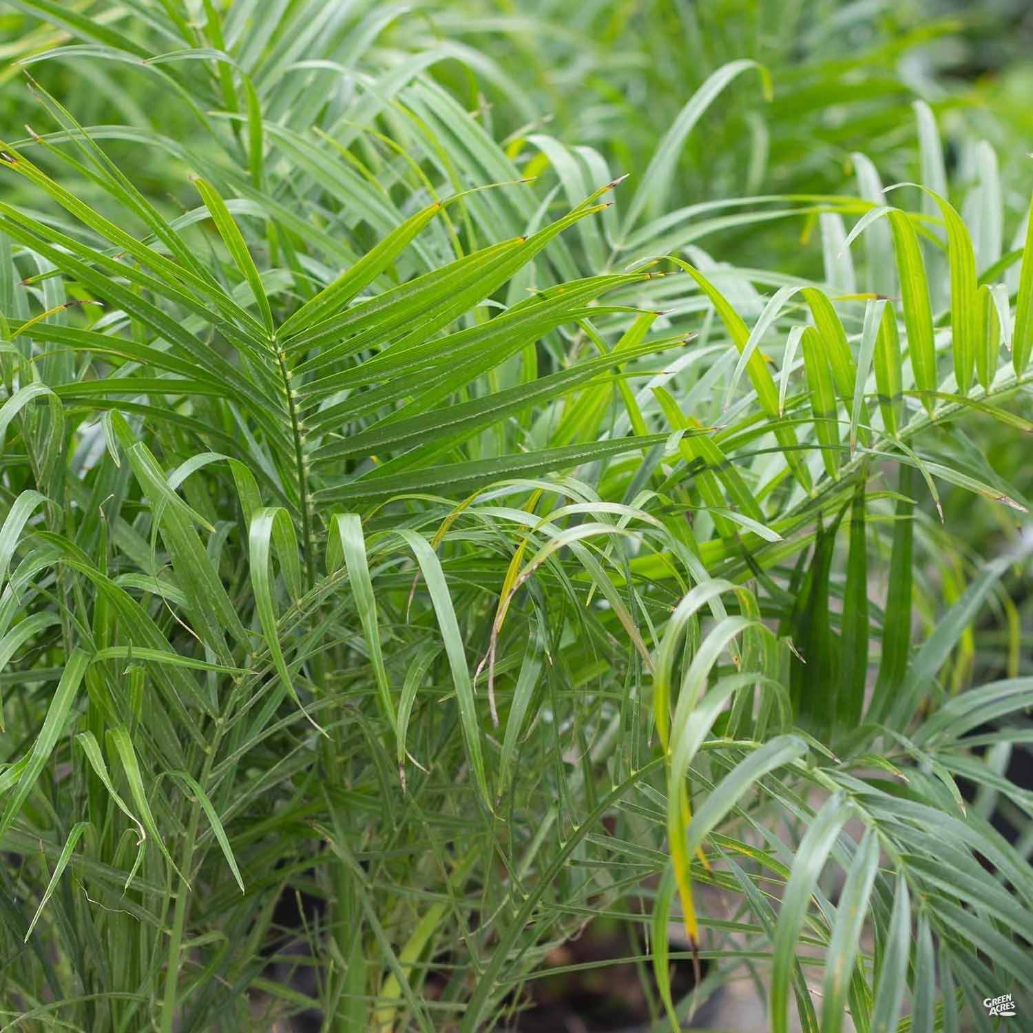 Pygmy Date Palm 2 Pygmy Date Palm - Image 2