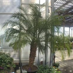 Pygmy Date Palm 8 Pygmy Date Palm -Fresh Tree Shop Houseplants PhoenixRoebelenii PygmyDatePalmTree