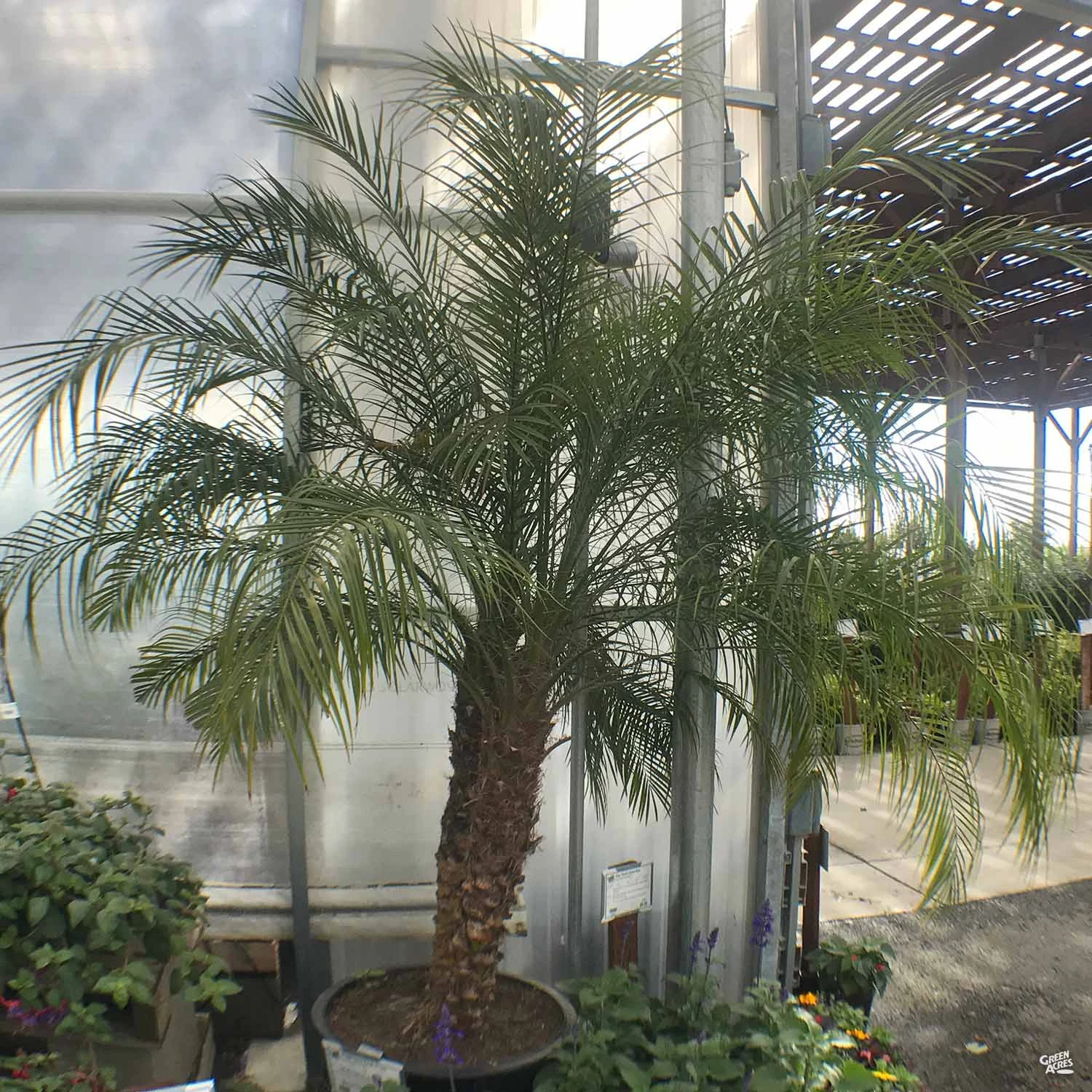 Pygmy Date Palm 3 Pygmy Date Palm - Image 3