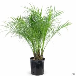 Pygmy Date Palm 9 Pygmy Date Palm -Fresh Tree Shop Houseplants PhoenixRoebelenii PygmyDatePalm 10in 9979d972 3c4f 4b08 81c8 67dbbf164c2b