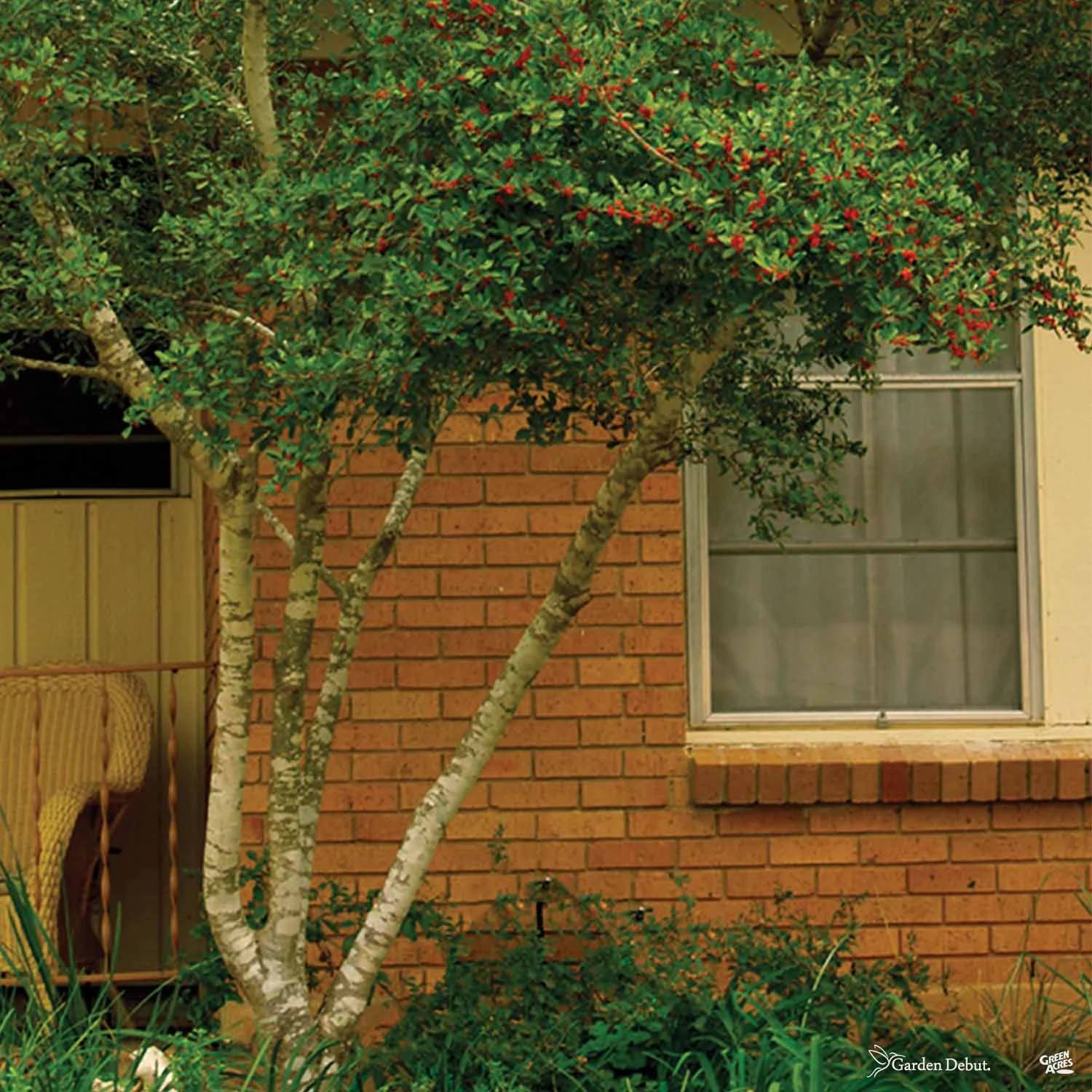 Yaupon Holly 'Pride Of Houston' Multi-Trunk 3 Yaupon Holly 'Pride Of Houston' Multi-Trunk - Image 3