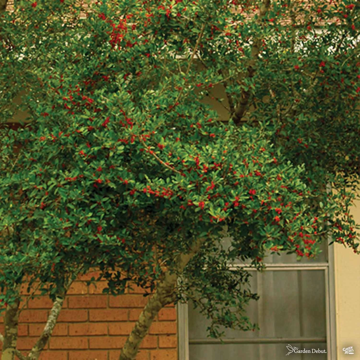 Yaupon Holly 'Pride Of Houston' Multi-Trunk 2 Yaupon Holly 'Pride Of Houston' Multi-Trunk - Image 2