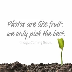 BioAdvanced® 24-Hour Lawn Insect & Fire Ant Killer Granules