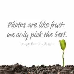 American Beautyberry -Fresh Tree Shop ImageComingSoon e6ed620c e792 4fd0 a9cb 3e5149b52398