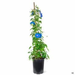 Morning Glory 5 Morning Glory -Fresh Tree Shop Ipomoea MorningGlory 5galStaked blackcan 3dee3a84 e923 4f1a ae8d 31e1466027a6