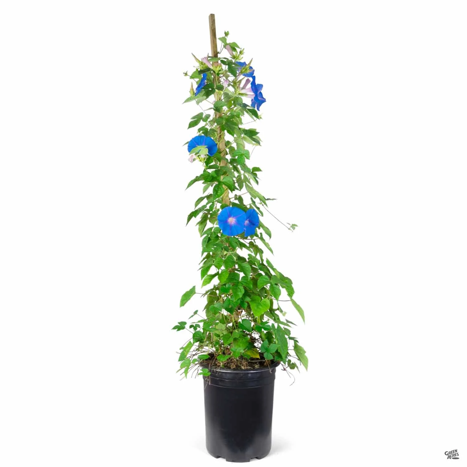 Morning Glory 3 Morning Glory - Image 3