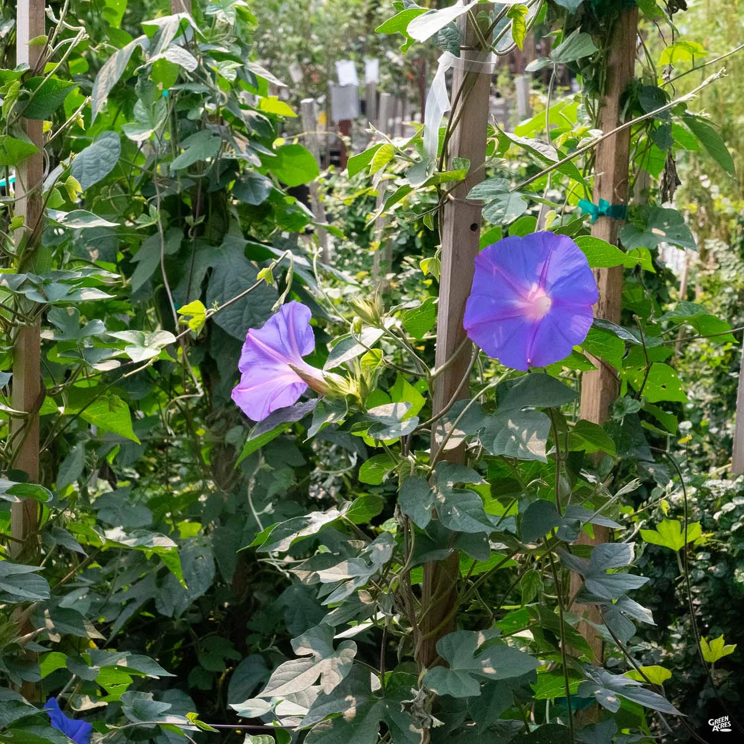 Morning Glory 2 Morning Glory - Image 2