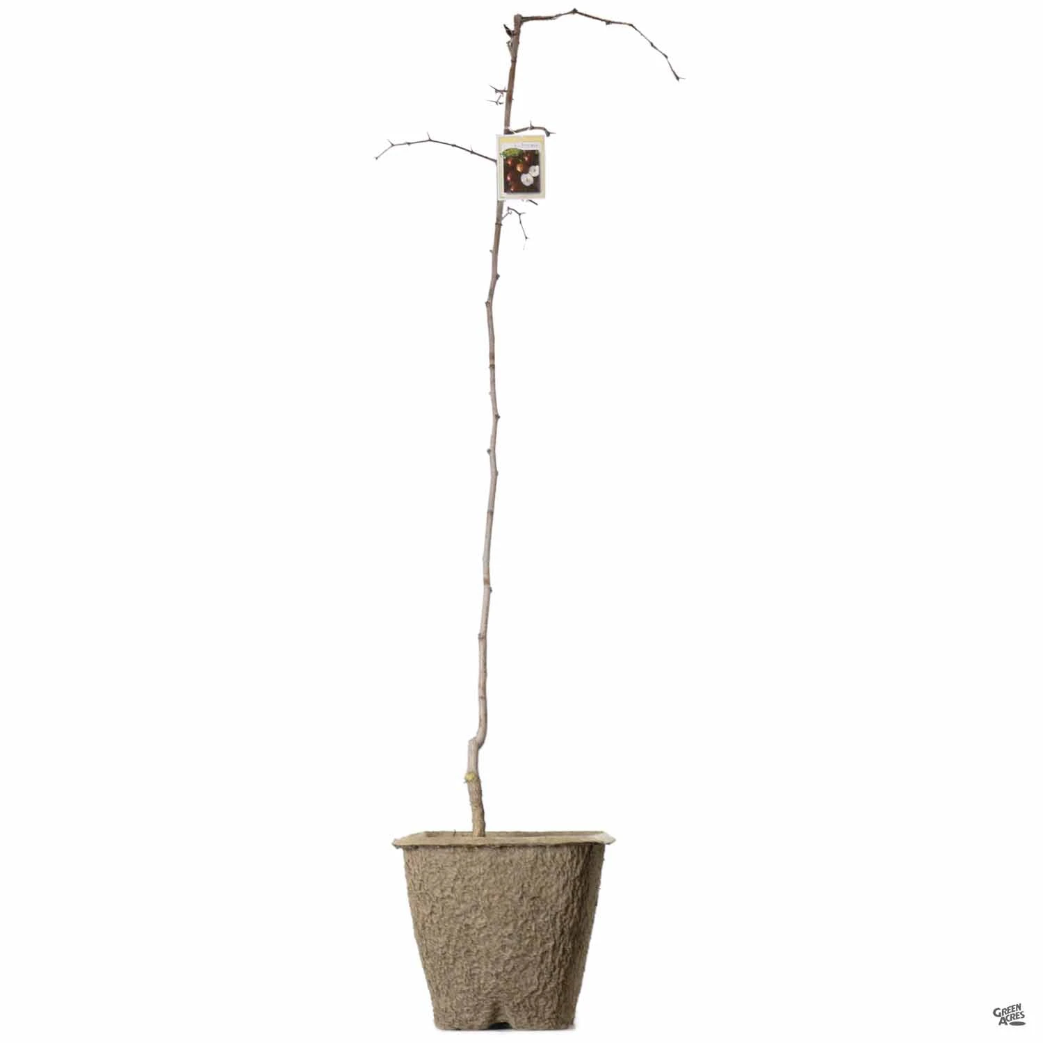 Jujube 'Li' 2 Jujube 'Li' - Image 2