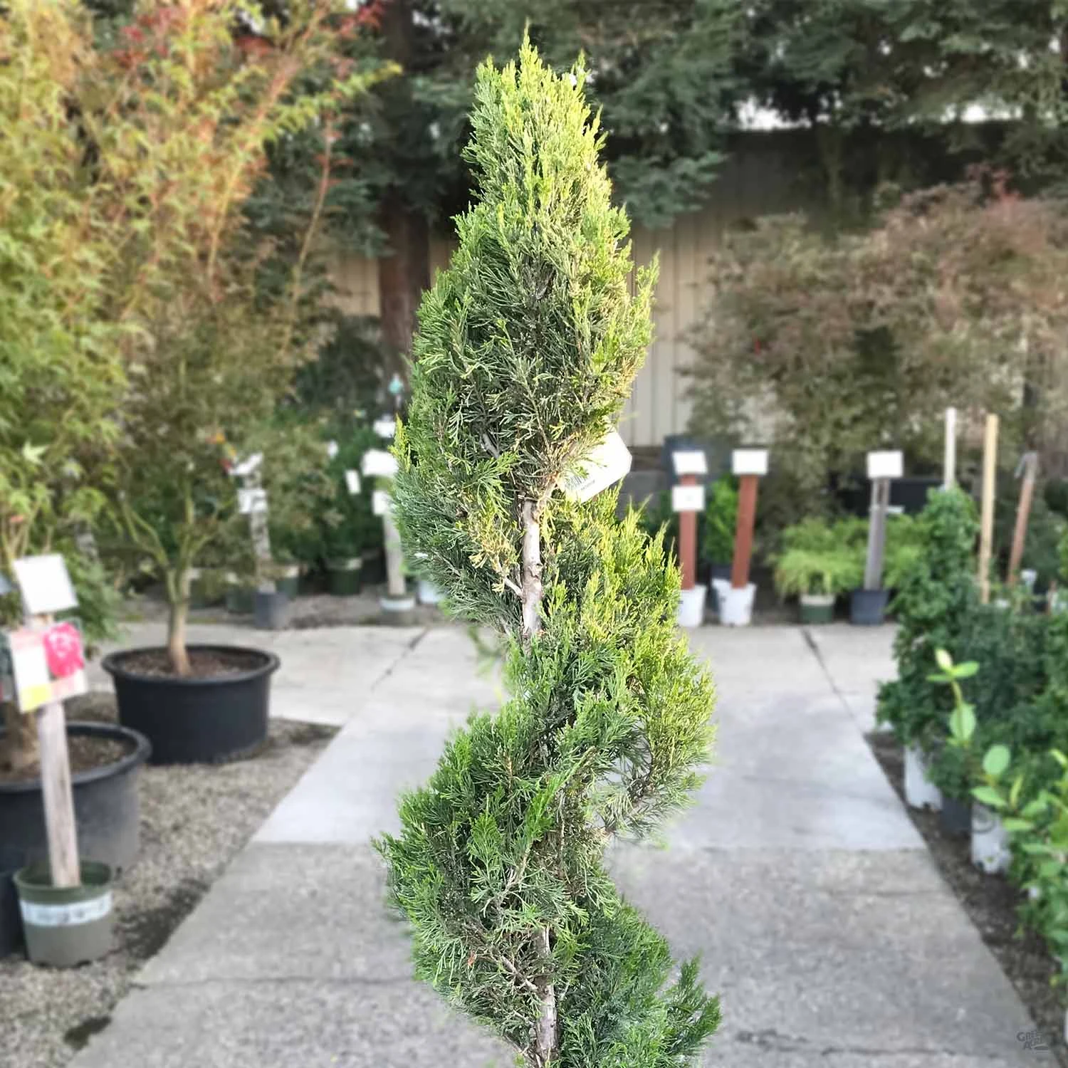 Juniper 'Spartan' Spiral | Monrovia 1 Juniper 'Spartan' Spiral | Monrovia