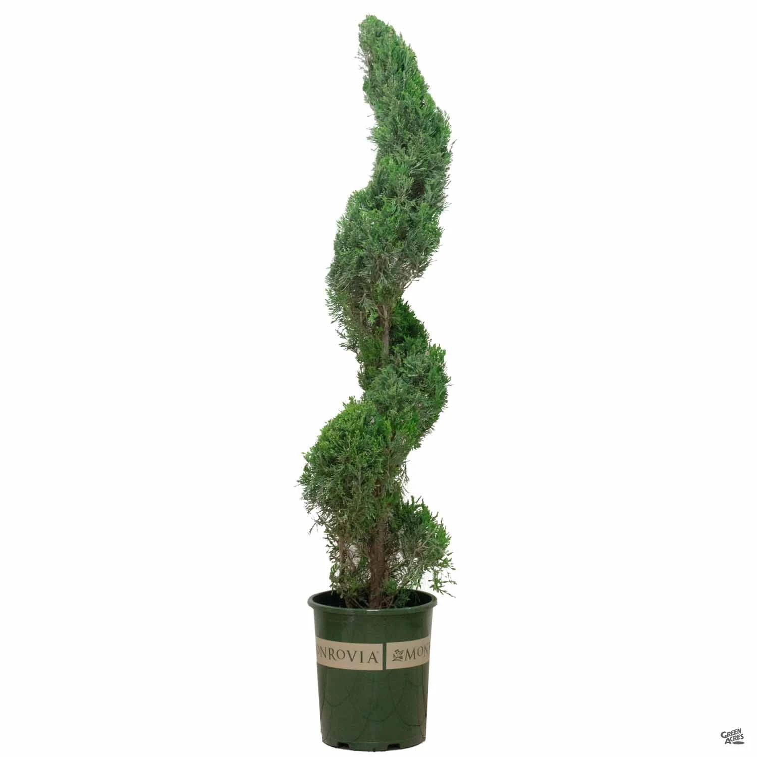 Juniper 'Spartan' Spiral | Monrovia 2 Juniper 'Spartan' Spiral | Monrovia - Image 2