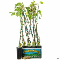 Kiwi Assorted4" Sleeve