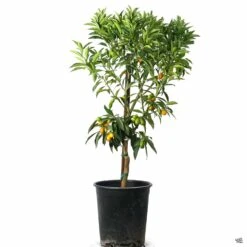 Kumquat 'Nagami', Semi-Dwarf -Fresh Tree Shop Kumquat Nagami 5gal 5be69975 a064 480c b6ae b59fa491df66