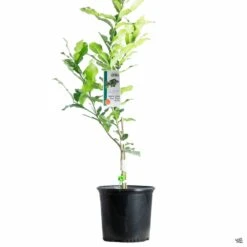 Lime 'Thai Kieffer', Semi-Dwarf -Fresh Tree Shop Lime KiefferThai SemiDwarf 3gal 04e4b79c 6f2c 45ff 918d 4395bf0bc4e4