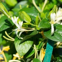 Hall's Honeysuckle Stake