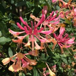 Goldflame Honeysuckle Stake