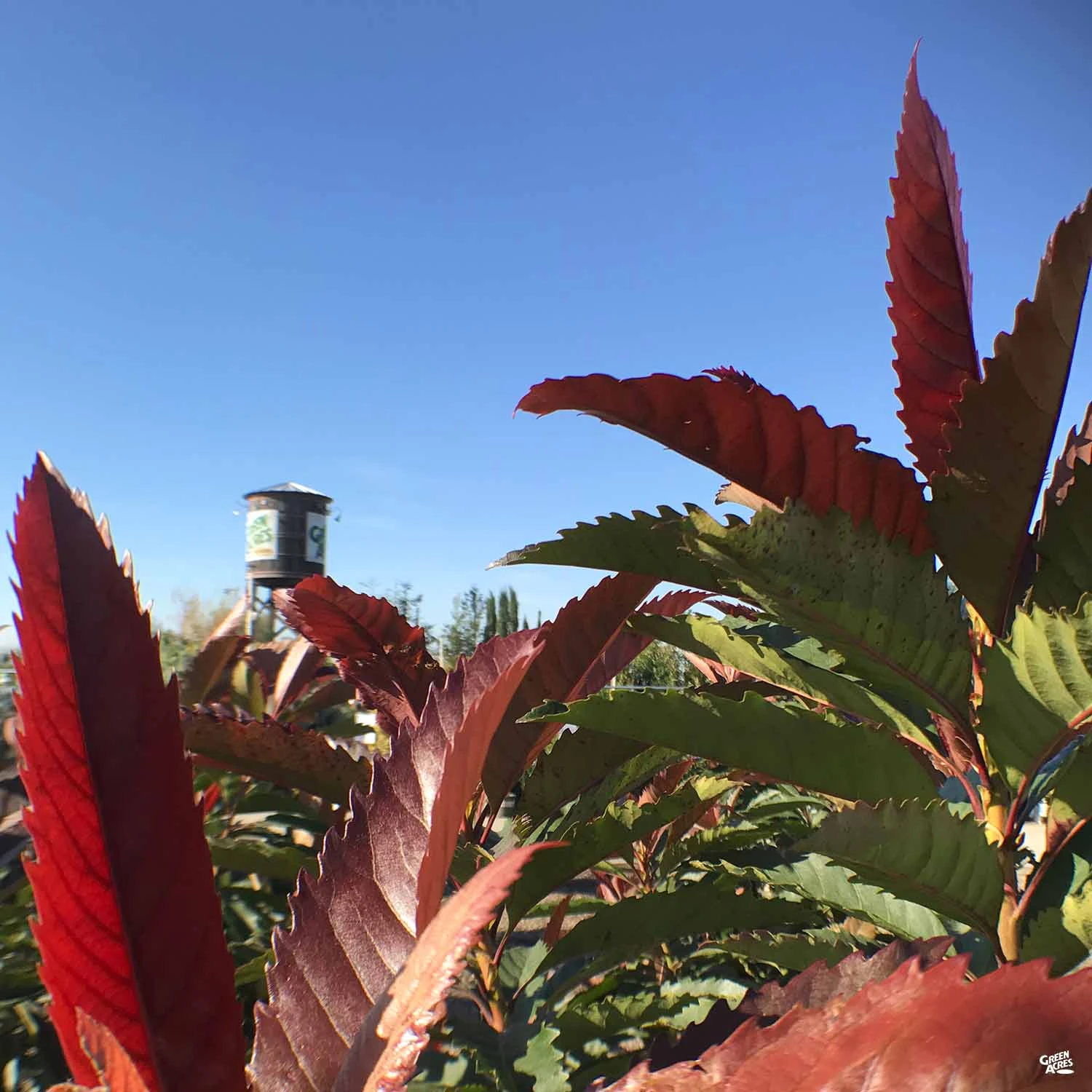 Bronze Loquat Standard Trunk 2 Bronze Loquat Standard Trunk - Image 2