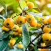 Fruiting Loquat 'Big Jim'