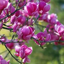 Black Tulip Magnolia | Monrovia