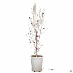 Tulip Magnolia 'Genie' -Fresh Tree Shop Magnolia Genie 15gal d94edc7d 8ec6 423b 8dbb 26261a86641c