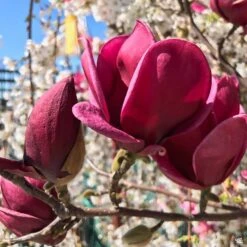 Tulip Magnolia 'Genie' -Fresh Tree Shop Magnolia Genie Buds