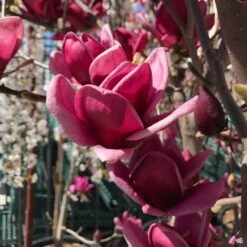 Tulip Magnolia 'Genie' -Fresh Tree Shop Magnolia Genie Buds Rocklin