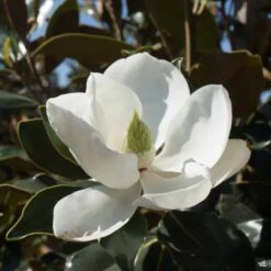 Magnolia 'Little Gem' Low Branch