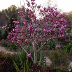 Purple Lily Magnolia -Fresh Tree Shop Magnolia Nigra PurpleLilyMagnolia4 a16ecc36 34b8 4b50 85ce 3006a4fc02f5