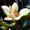 Teddy Bear® Southern Magnolia | Monrovia