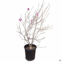 Tulip Magnolia 5 Tulip Magnolia -Fresh Tree Shop Magnolia TulipMagnolia 15gal b9f183cd dc7b 48d2 a3d7 160ea94c14a2