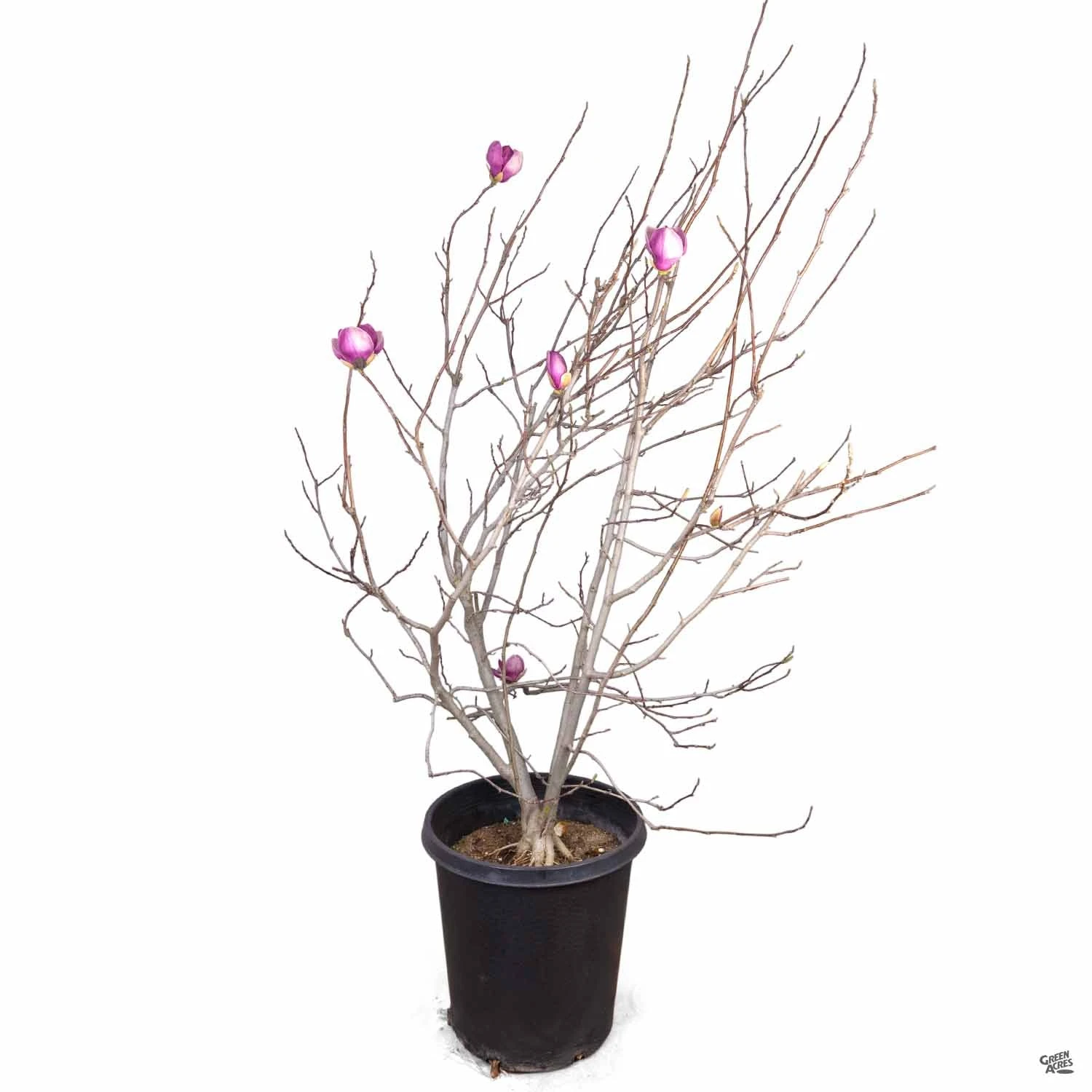 Tulip Magnolia 3 Tulip Magnolia - Image 3