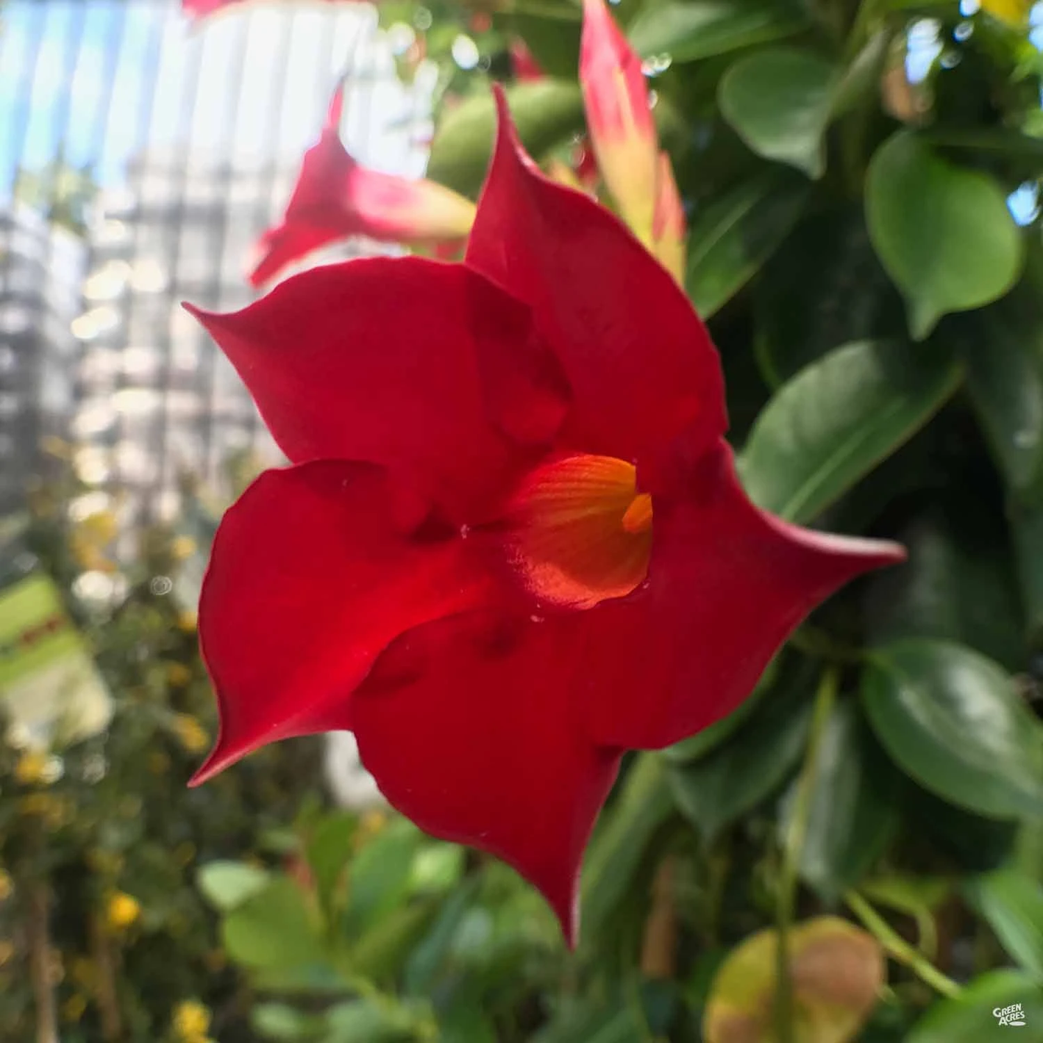 Mandevilla 1 Mandevilla