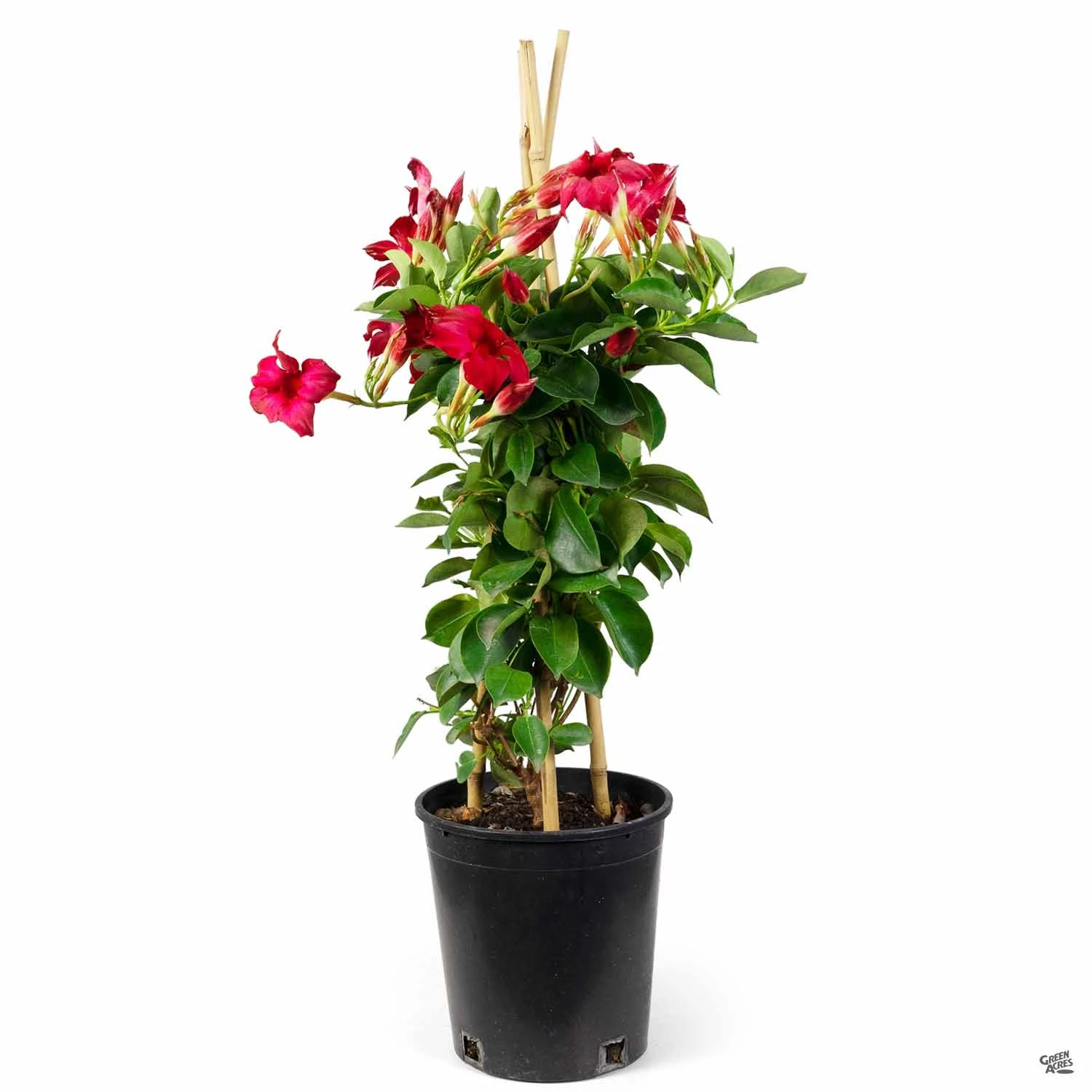 Mandevilla 2 Mandevilla - Image 2