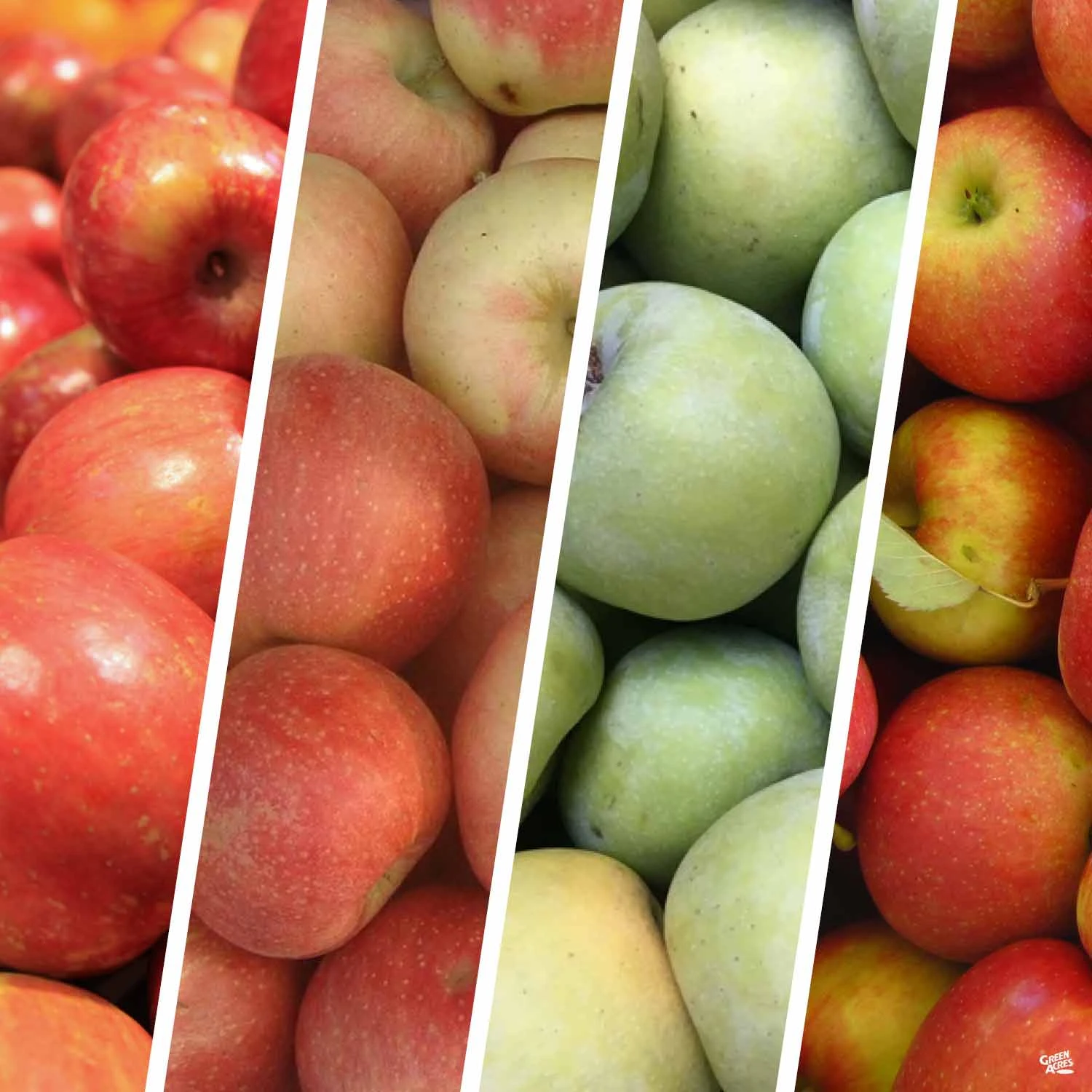 Apple Multi-Graft Combo #1 1 Apple Multi-Graft Combo #1